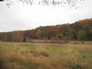 Private Pond Meadow Woods